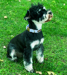 Unique Style Paws boucle métal solide pour maintien fiable en promenade