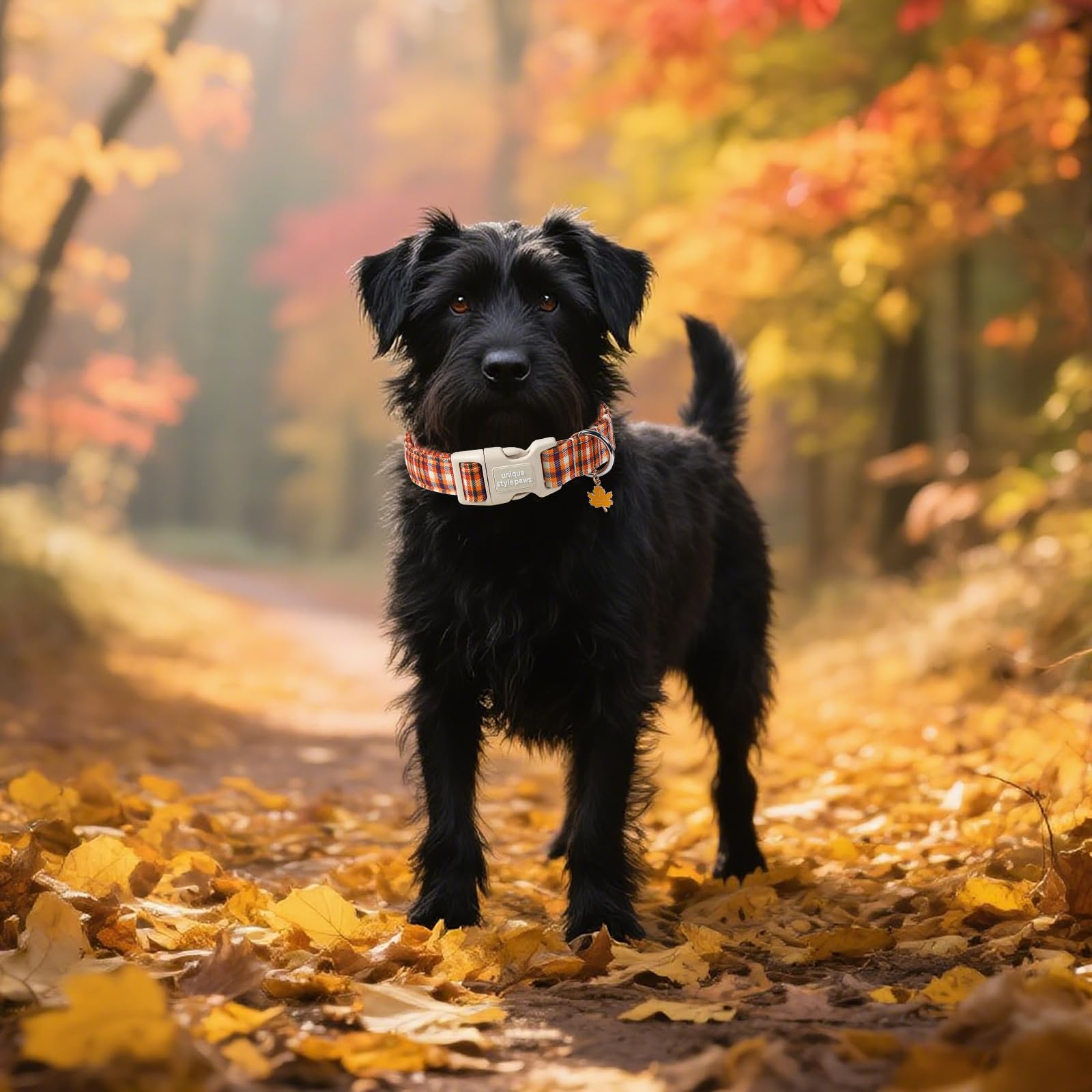 Unique style paws collier porté en promenade met en valeur visibilité et maintien