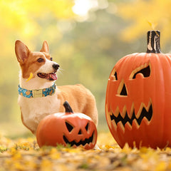 Unique style paws chiot portant collier confort adapté et look Halloween