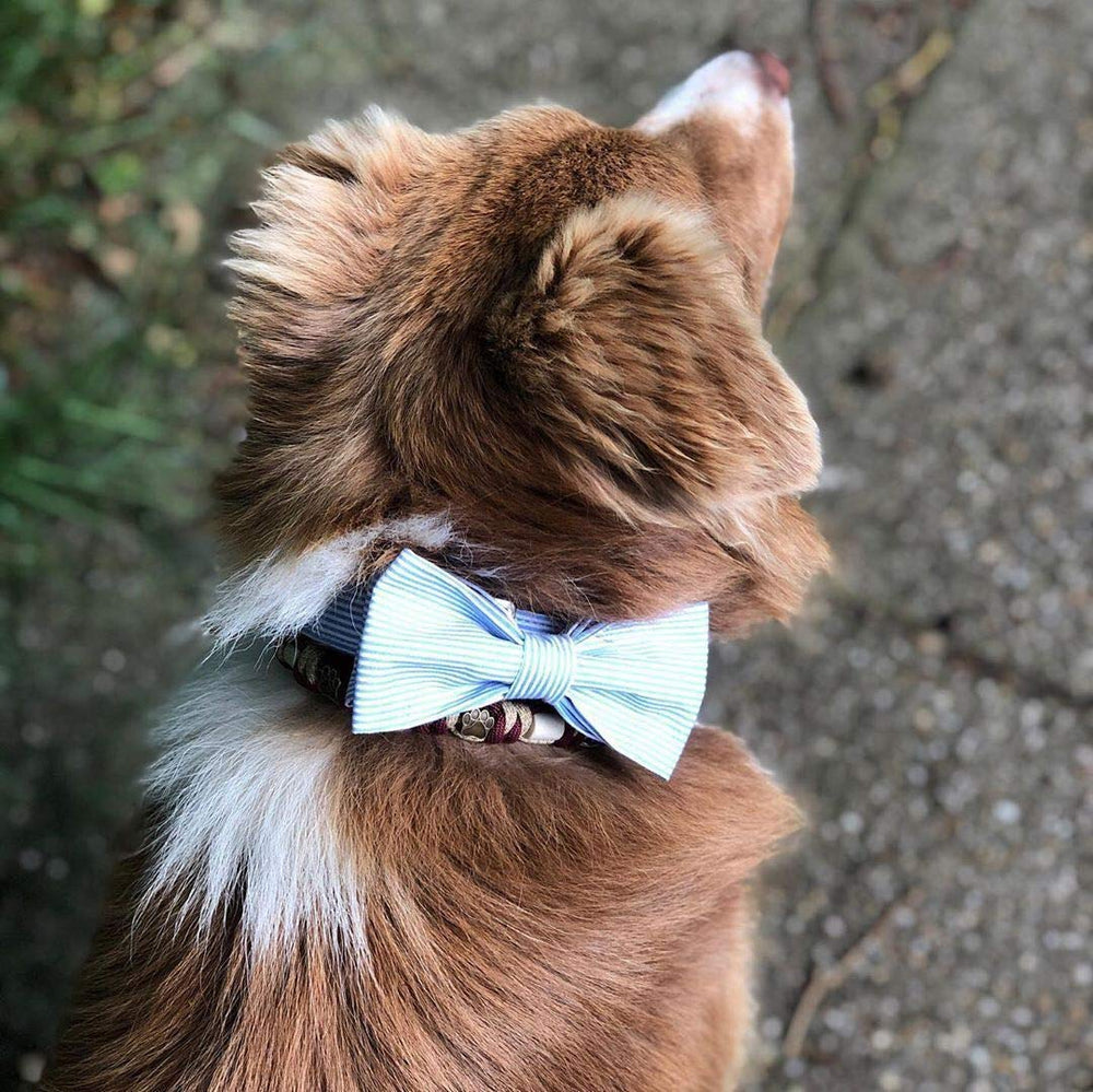 Unique Style Paws collier porté par un petit chien montrant style et confort