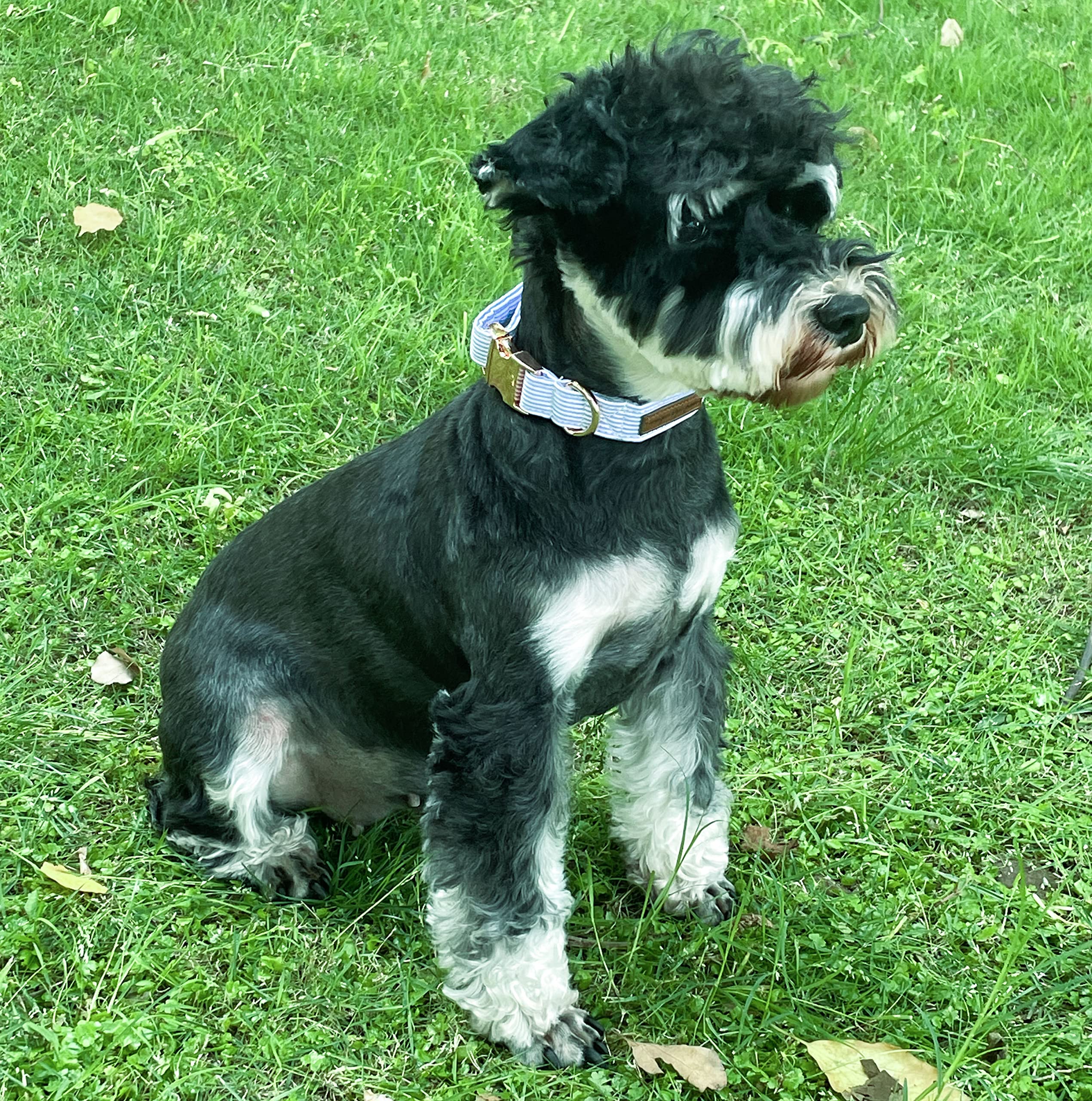 Unique Style Paws collier porté par petit chien pour ajustement parfait