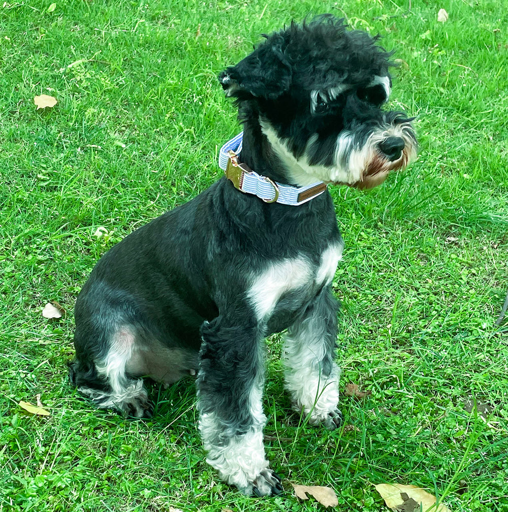 Unique Style Paws collier porté par petit chien pour ajustement parfait