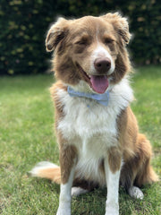 Unique Style Paws nœud amovible attaché par élastique pour entretien facile