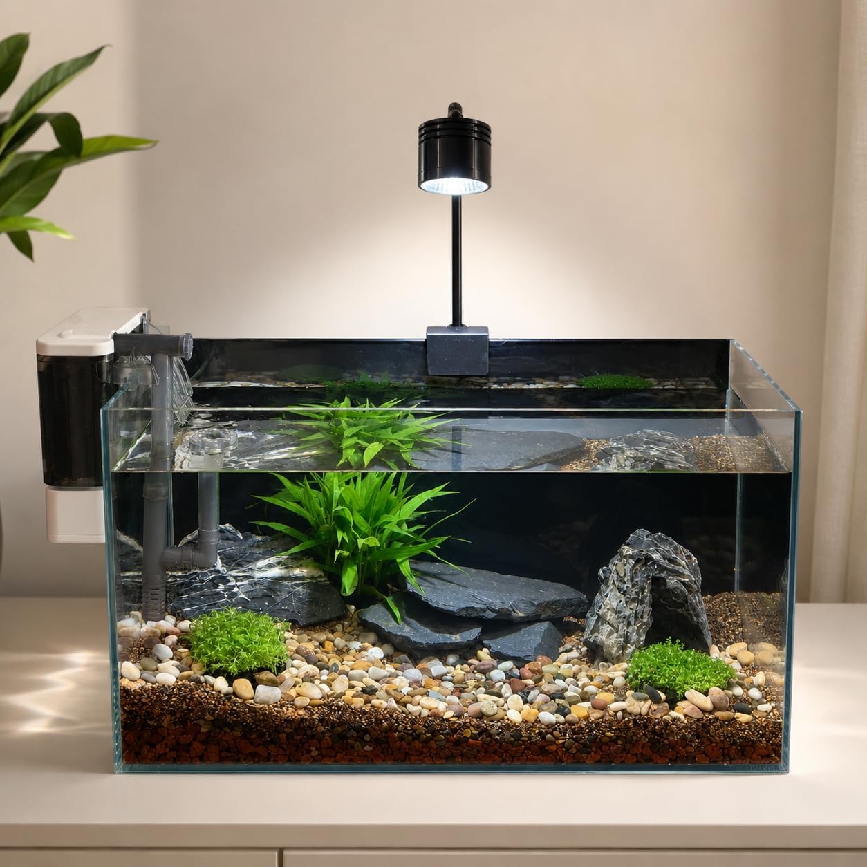 Unocho ardoise dans terrarium comme basking, plateforme sûre pour reptiles