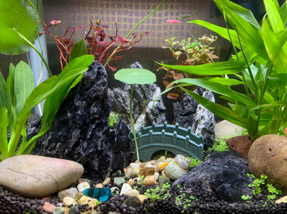 Unocho Seiryu Rock intégré dans terrarium démontrant polyvalence décorative