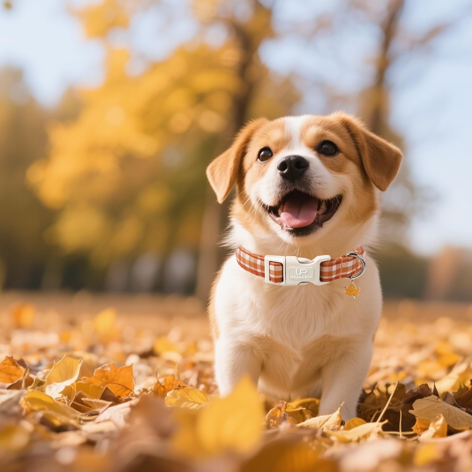 UP URARA PUP collier comparatif de tailles pour choix précis