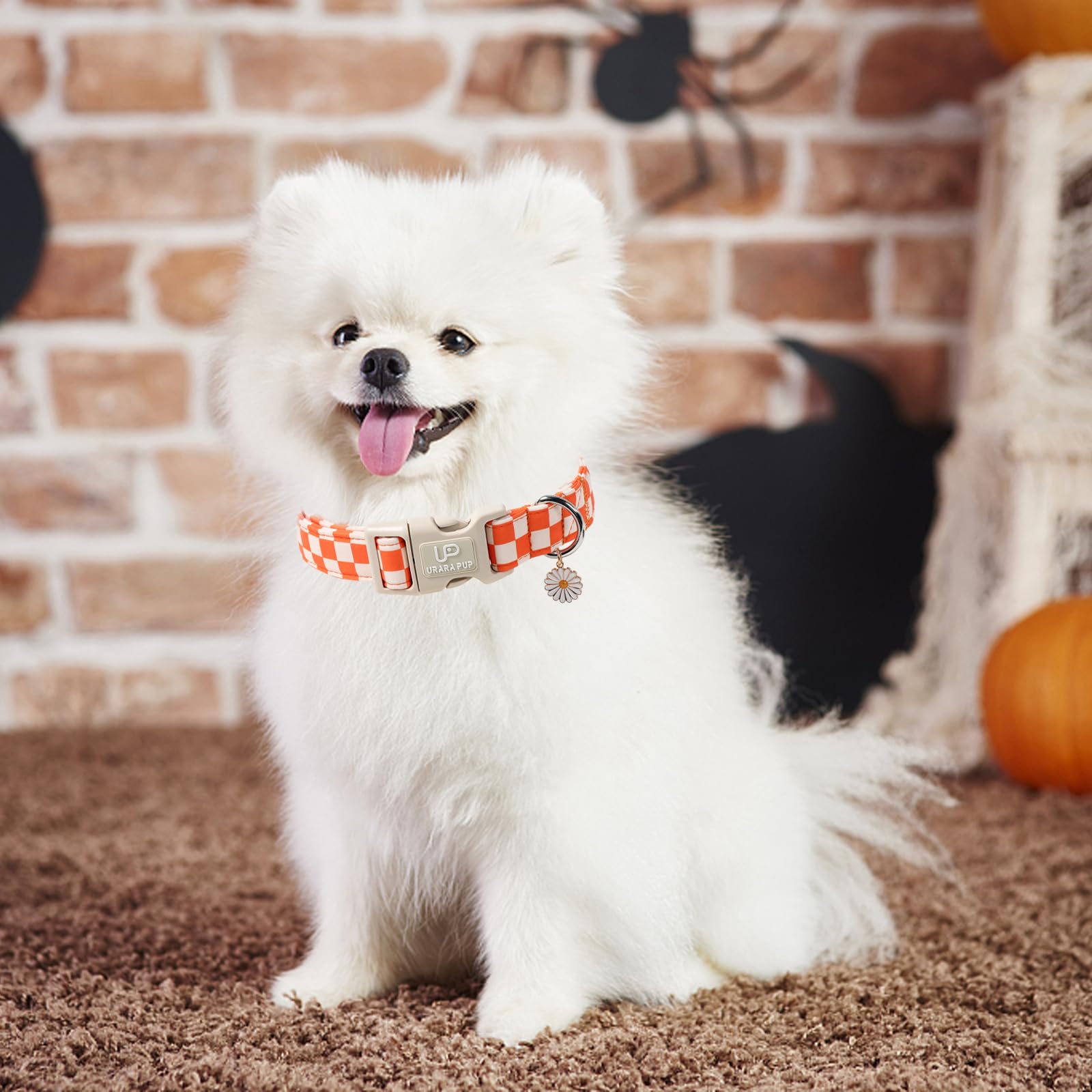 UP URARA PUP collier dans décor automnal look festif chien