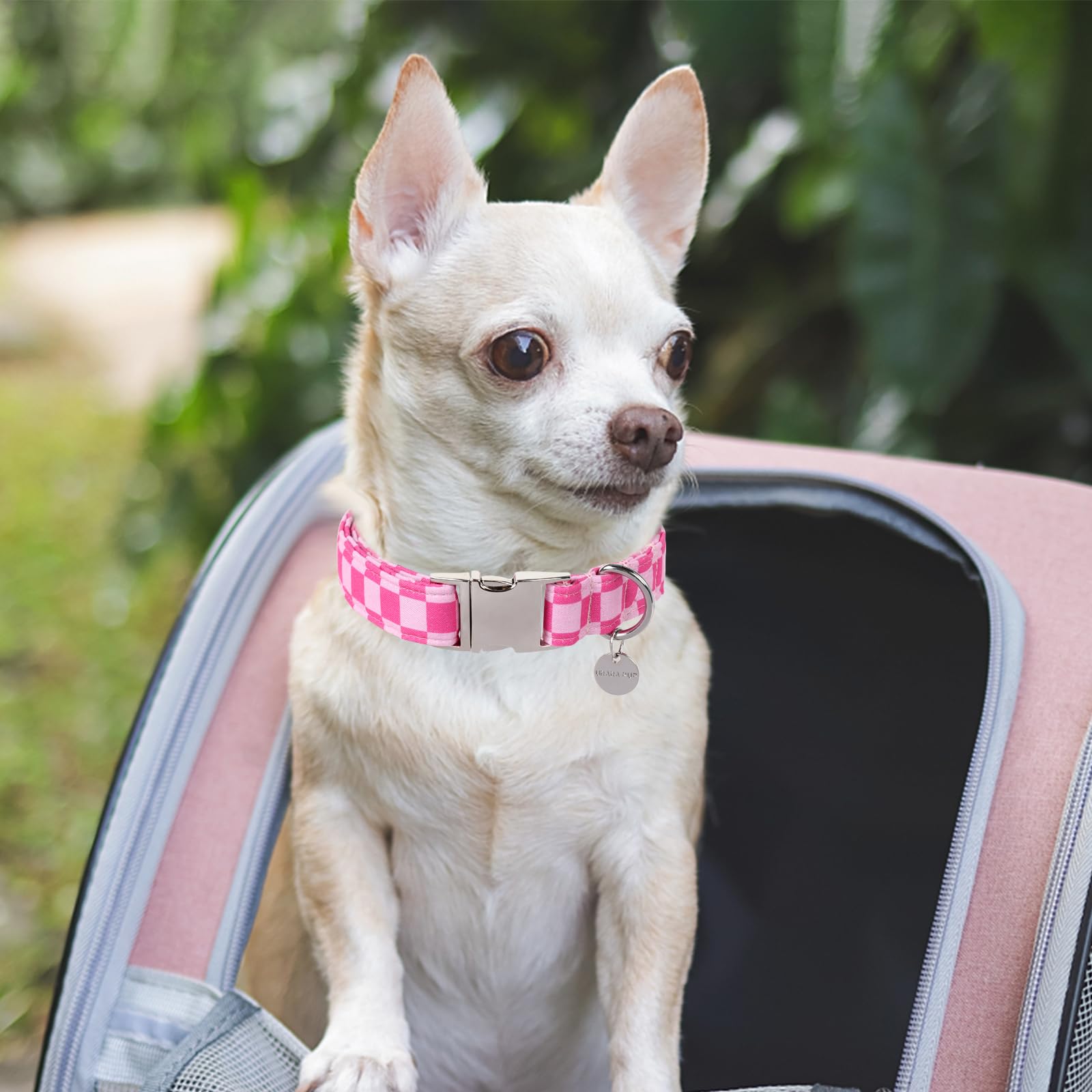UP URARA PUP collier porté par chien en extérieur, apparence soignée
