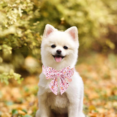UP URARA PUP collier porté par chien pour look festif et photos