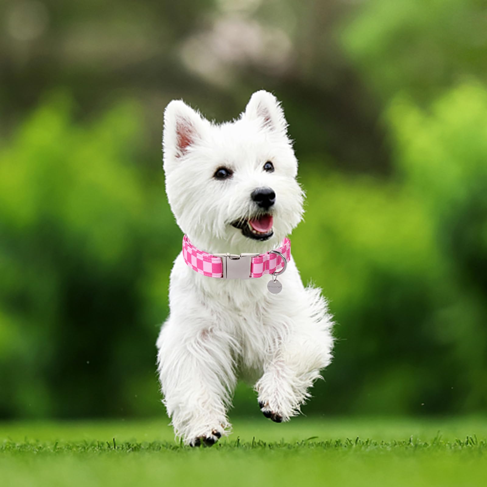 UP URARA PUP comparaison taille collier sur main pour vérifier ajustement