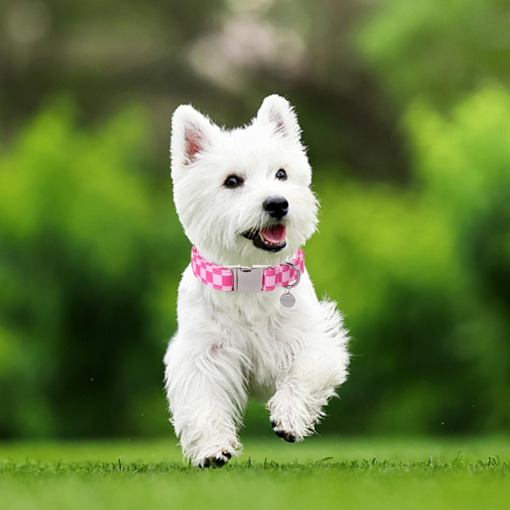 UP URARA PUP comparaison taille, guide visuel pour choisir la bonne taille