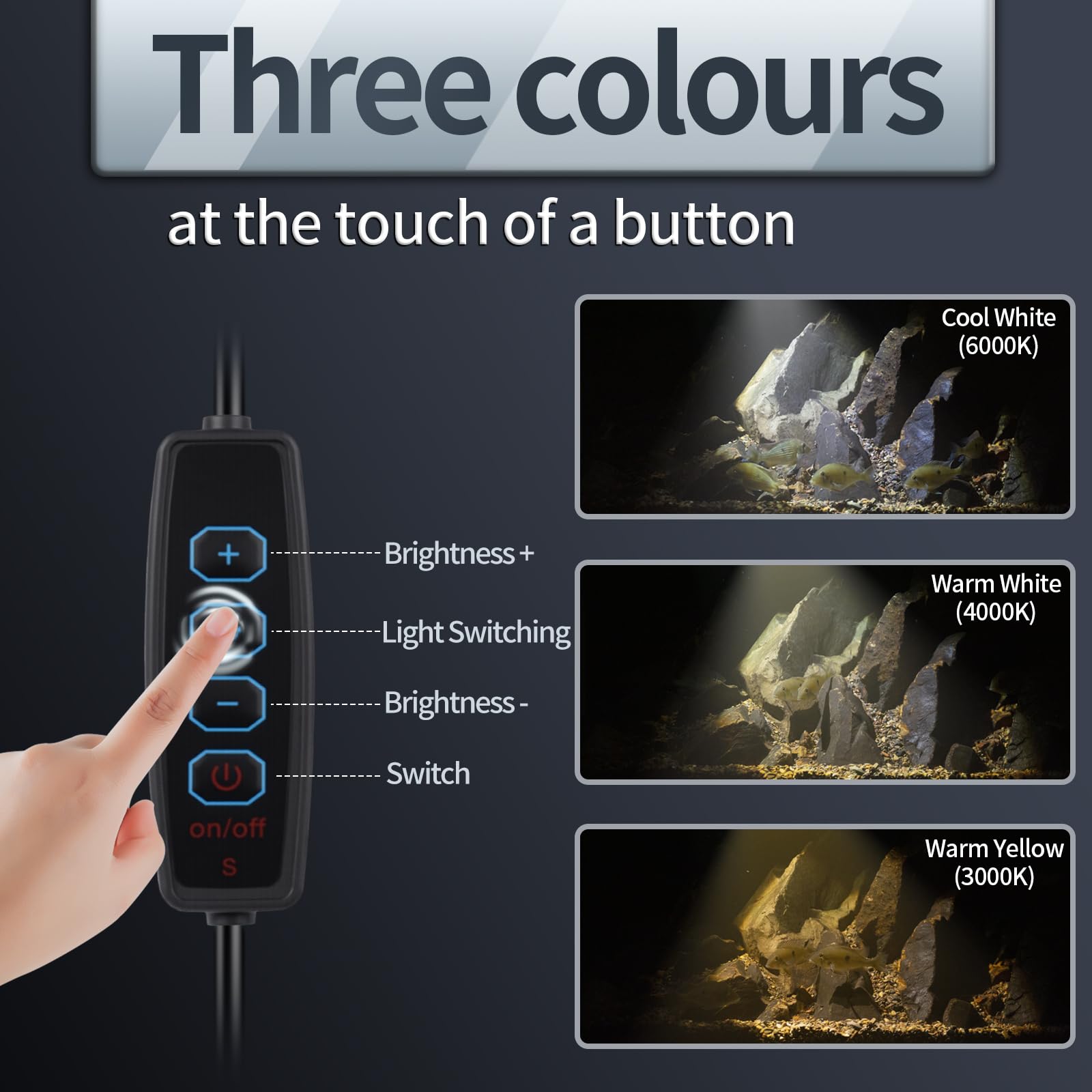 UPETTOOLS lampe à côté d’une règle pour visualiser l’échelle et l’adaptabilité au bac