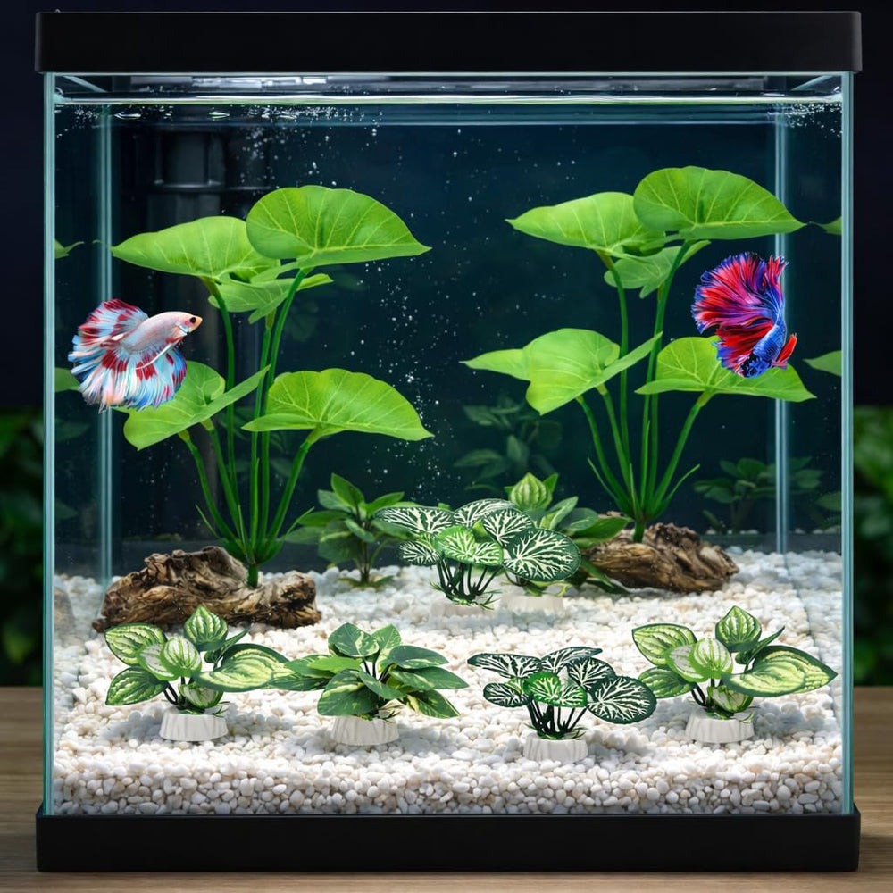 UreverFins plantes installées dans aquarium créant profondeur et abris visibles