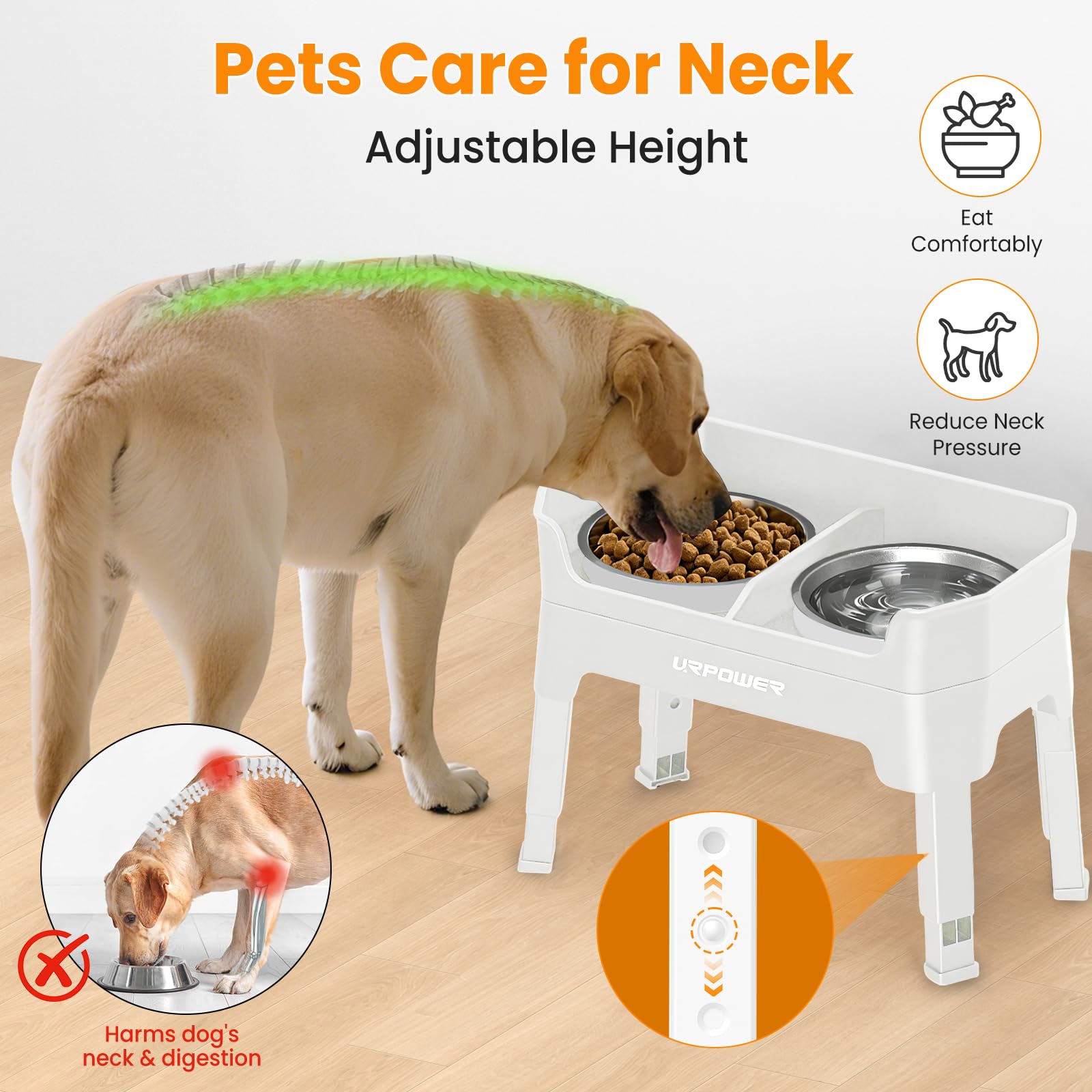 URPOWER échelle de taille à côté d’un chien montrant options de hauteur pour croissance