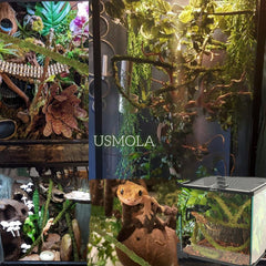 USMOLA liane en usage avec gecko pour encourager escalade active