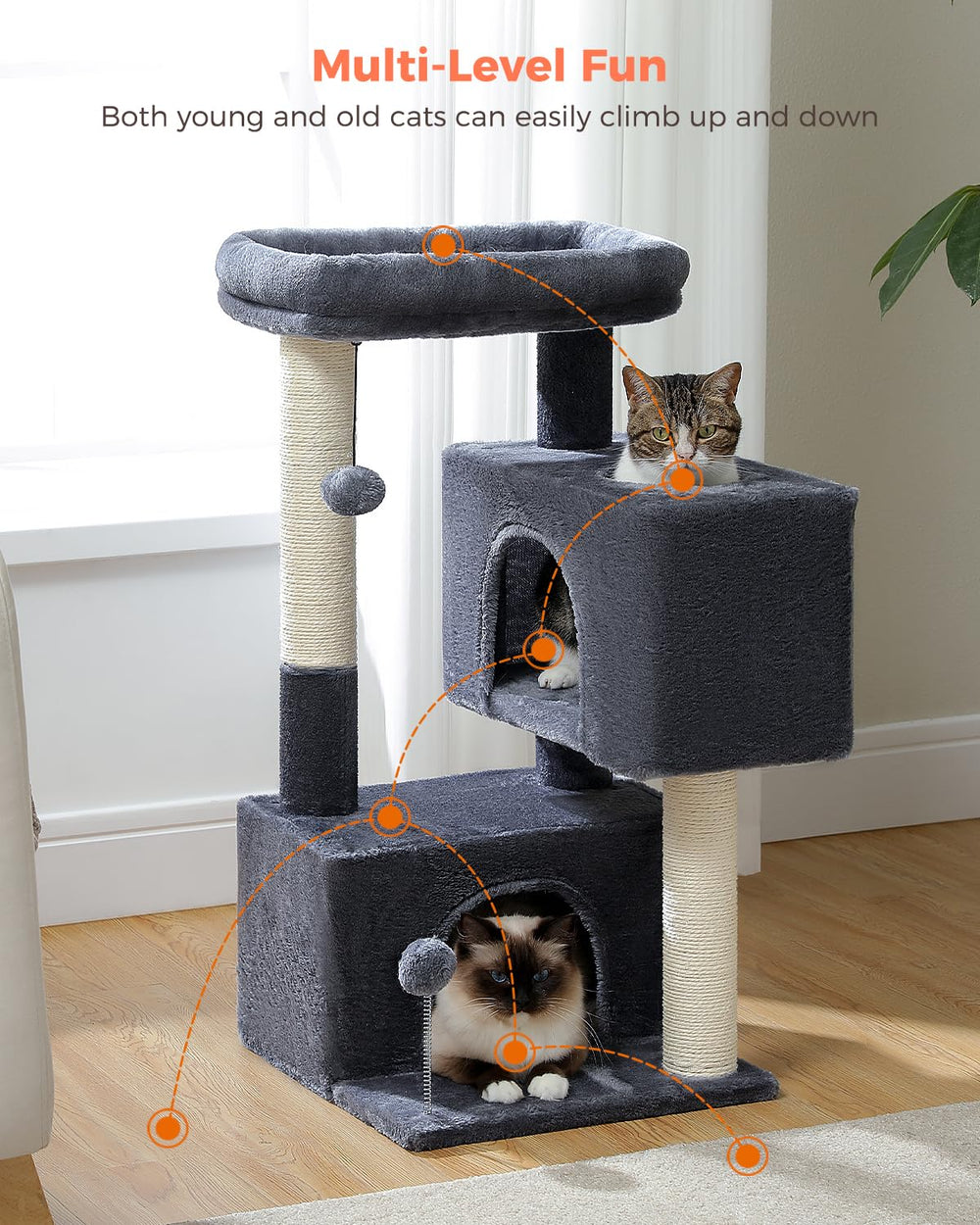 UYMI chatons utilisant les condos démontrant adaptation multi-chats