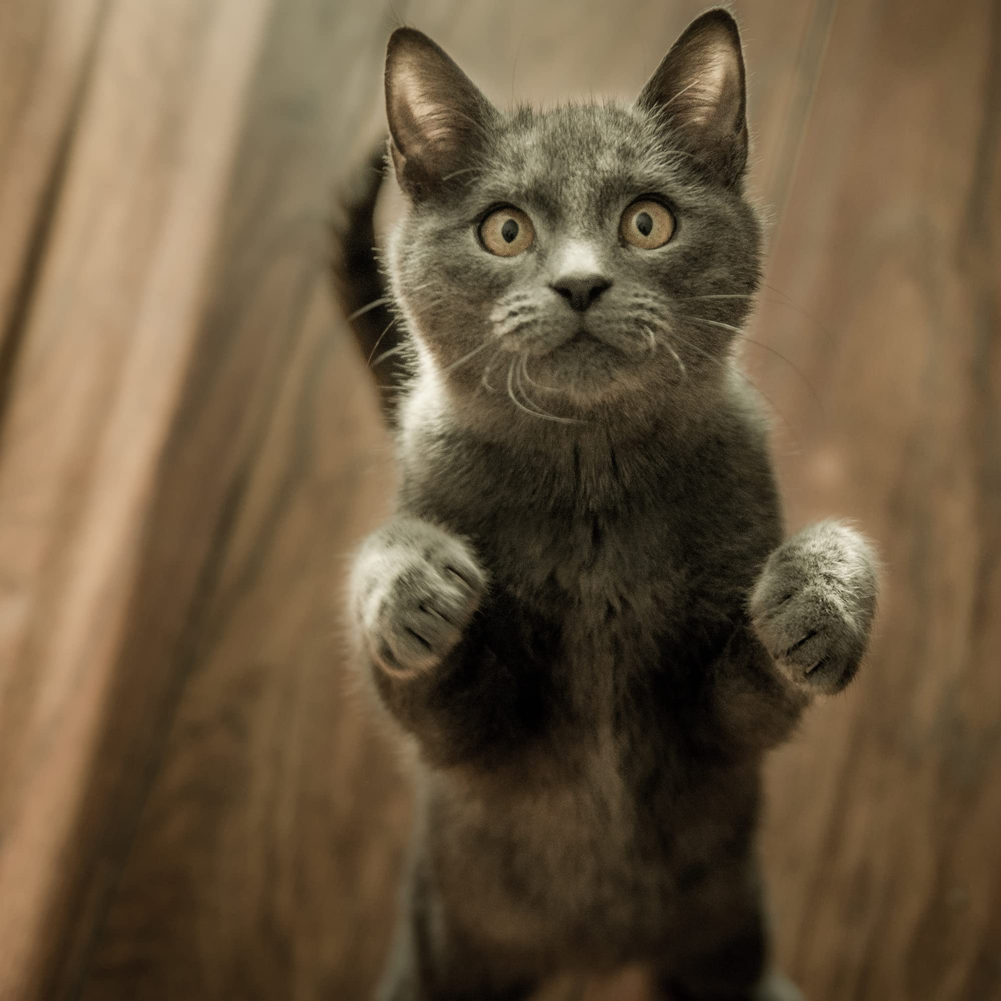 Van Beek-Natural Science stick à l'échelle près d'un chat montrant taille et bénéfice de dosage précis