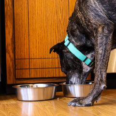 Vanacara gamelle remplie de croquettes et d'eau pour repas pratique