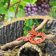 VCEPJH branche en usage dans terrarium offrant perchoir et cachette
