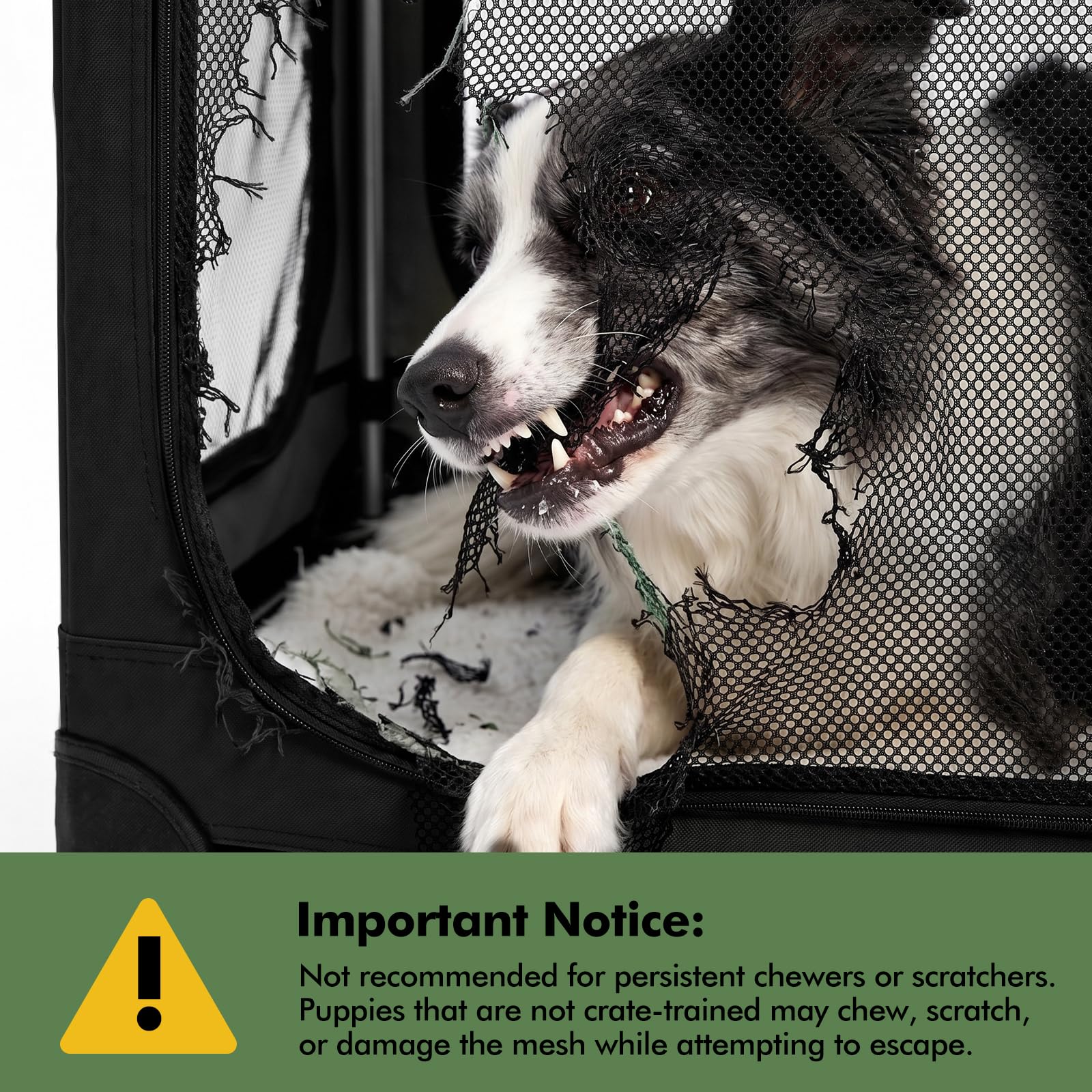 Veraste porte avant ouverte facilitant l'entrée et sortie du chien