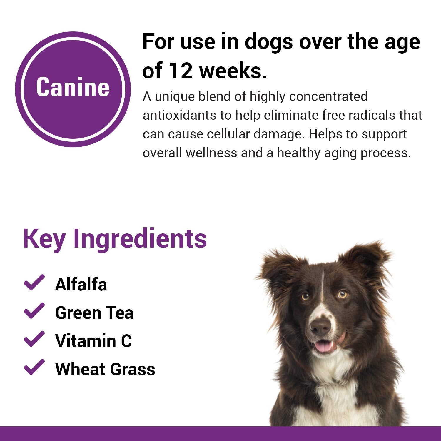 Vet Classics chien actif en extérieur soulignant vitalité et bien‑être soutenus