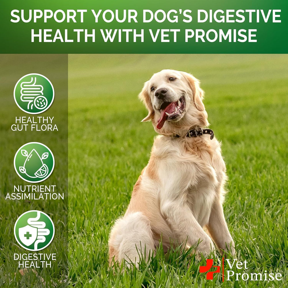 Vet Promise administration au chien montrant appétence et acceptation