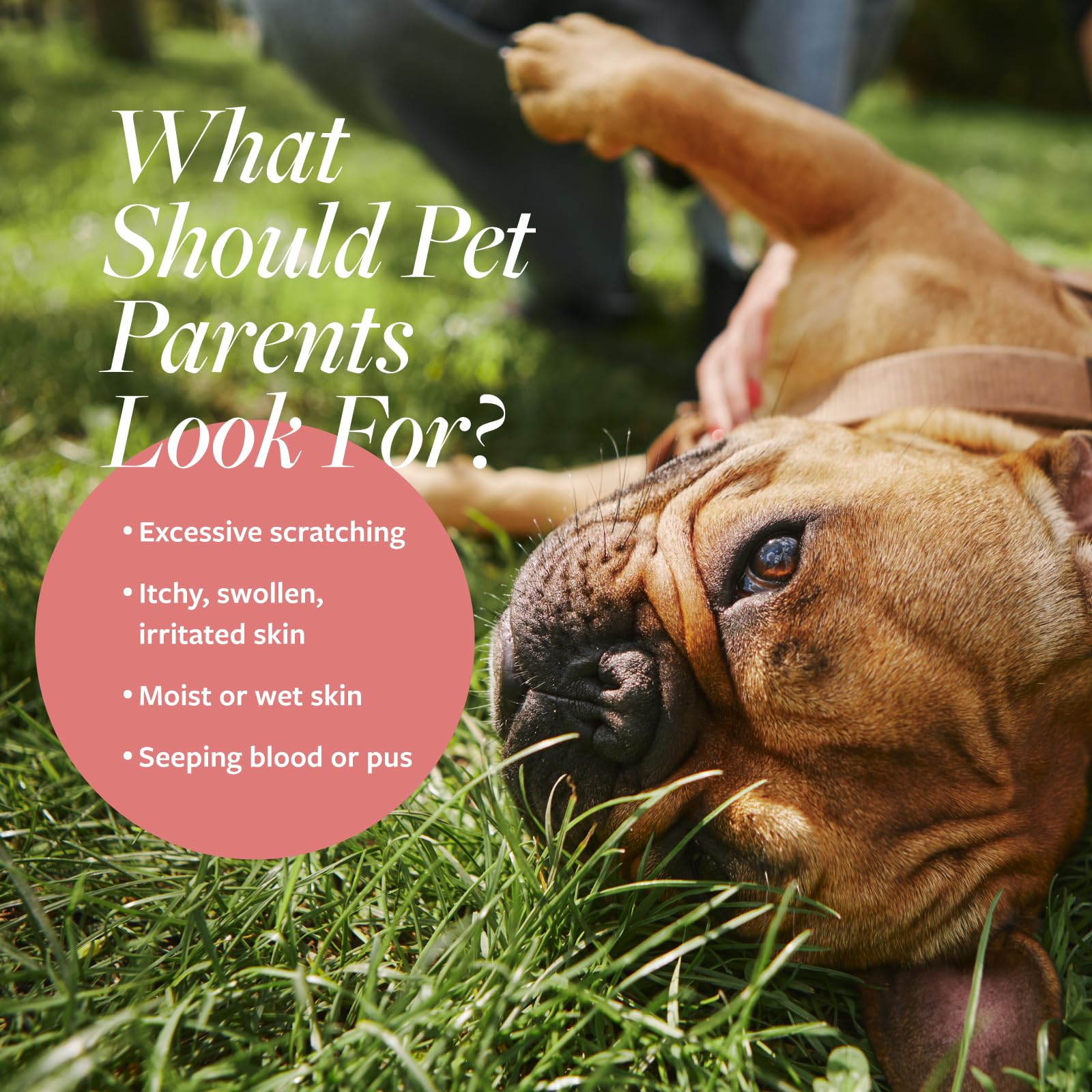 Veterinary Formula application sur chien apaisant la zone irritée rapidement