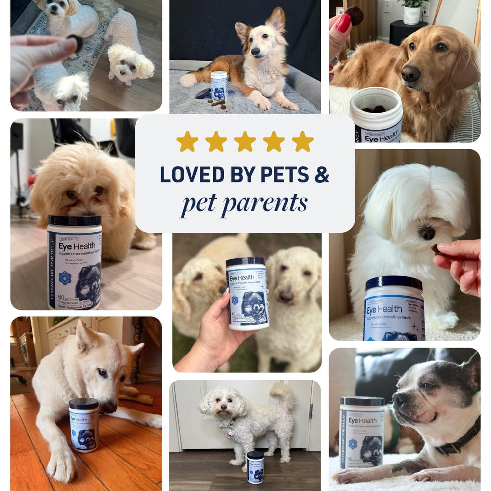 Veterinary Formula chien en situation quotidienne suggérant confort oculaire et bien-être