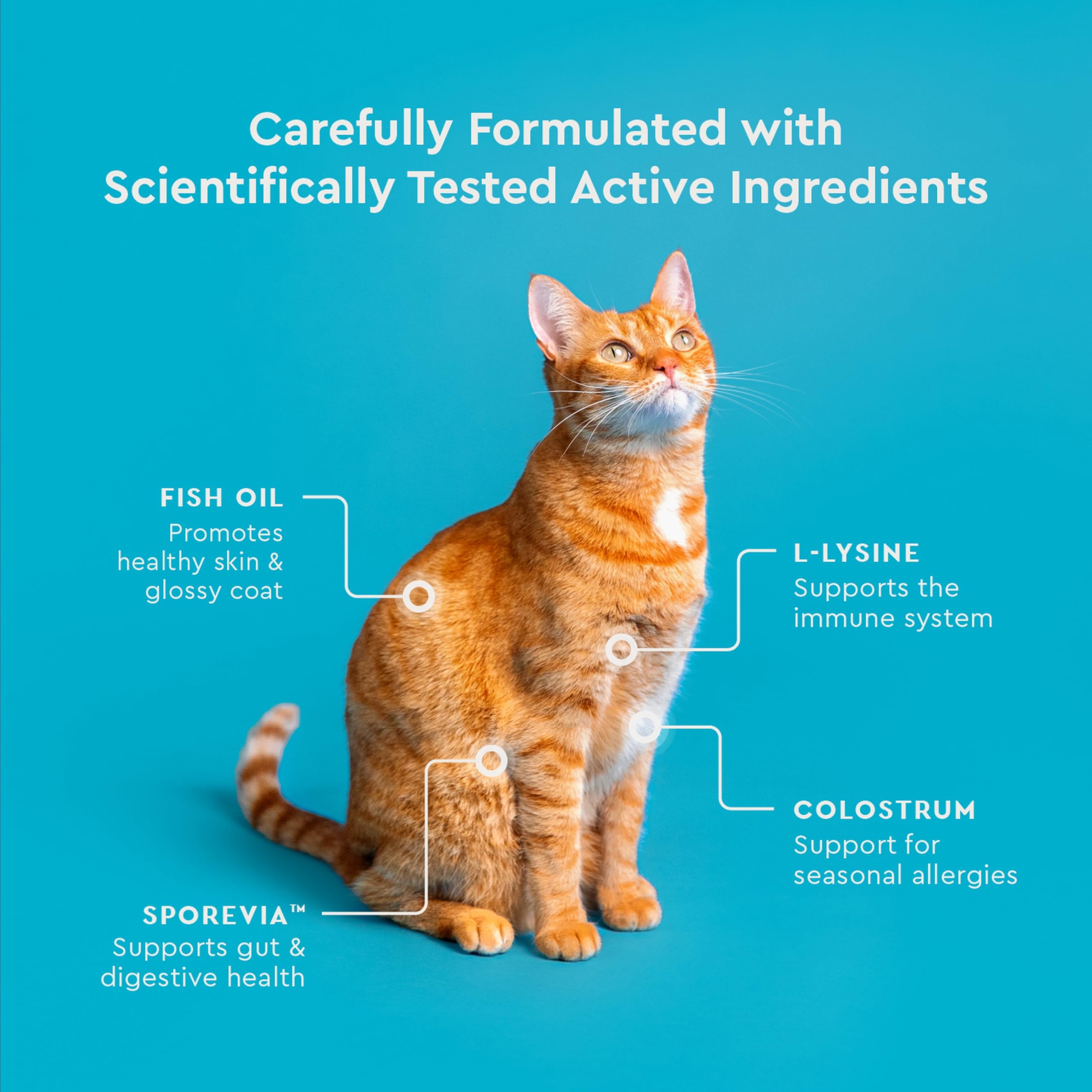 VetIQ chat mange friandise montrant plaisir et bien‑être