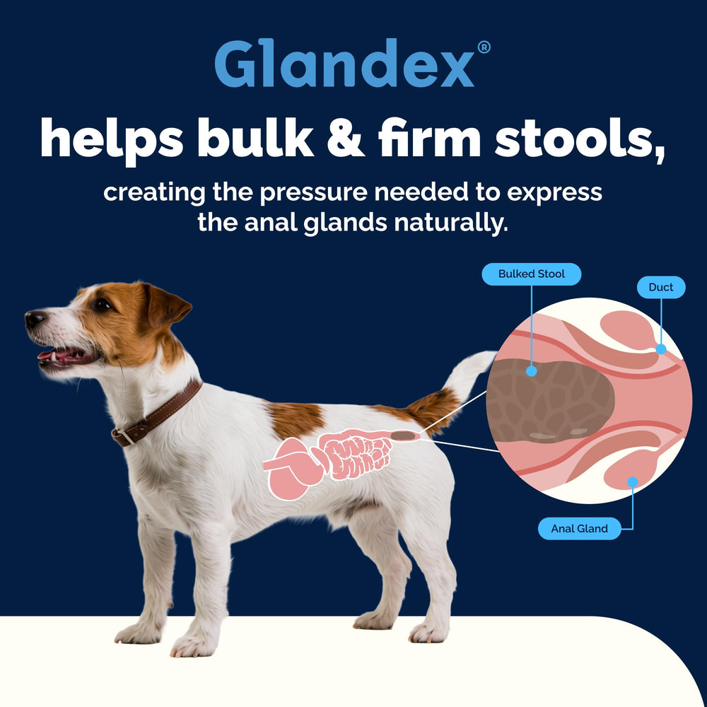 Vetnique Glandex chien adulte mangeant le chew, réduction du scooting