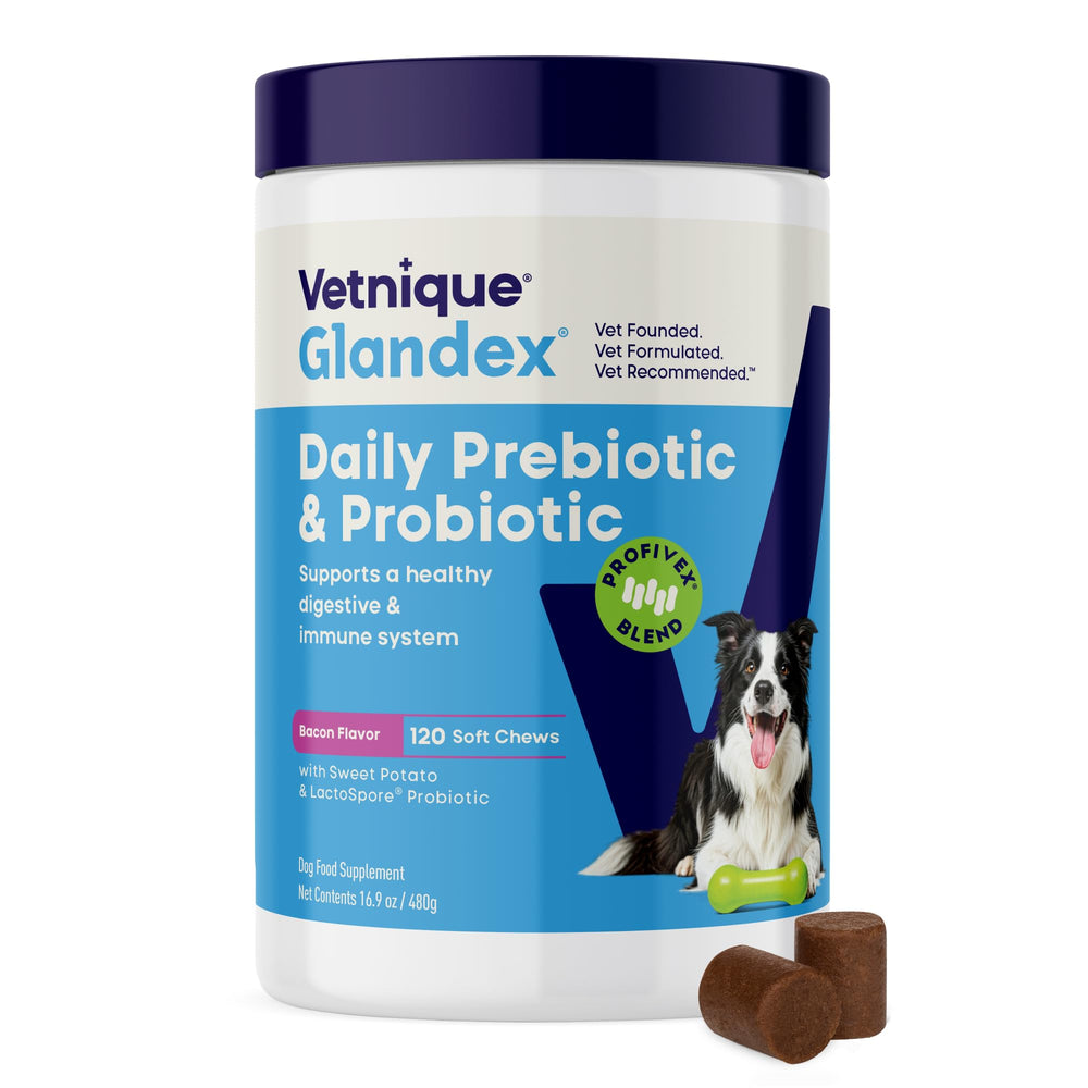 Vetnique Glandex boîte de chews devant montrant l’emballage et l’usage quotidien