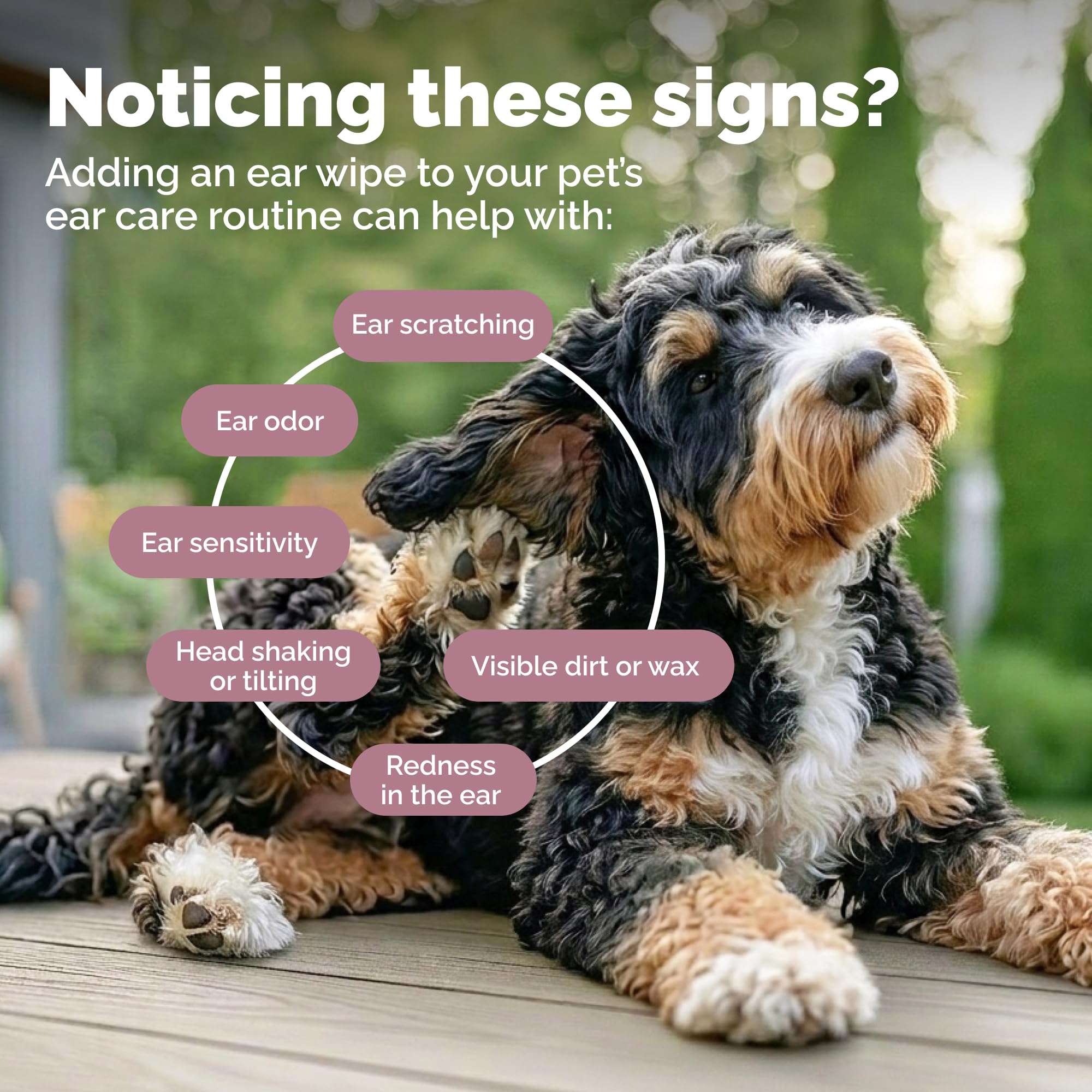 Vetnique Oticbliss en utilisation sur chien nettoyant plis et réduisant odeurs