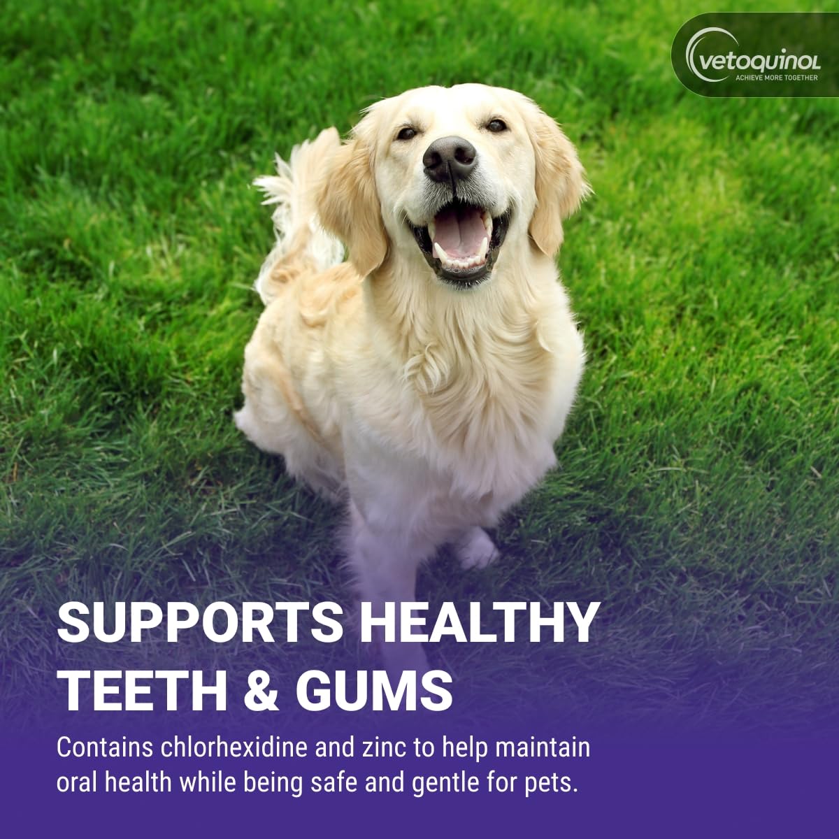 Chien acceptant Vetoquinol Dentahex en démonstration d'utilisation simple à la maison