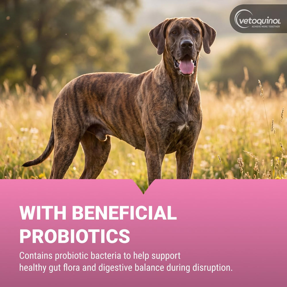 Vetoquinol Pro-Pectalin administration à un chien pour un apport rapide
