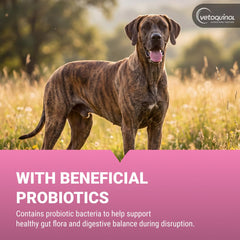Vetoquinol Pro-Pectalin administration à un chien pour un apport rapide