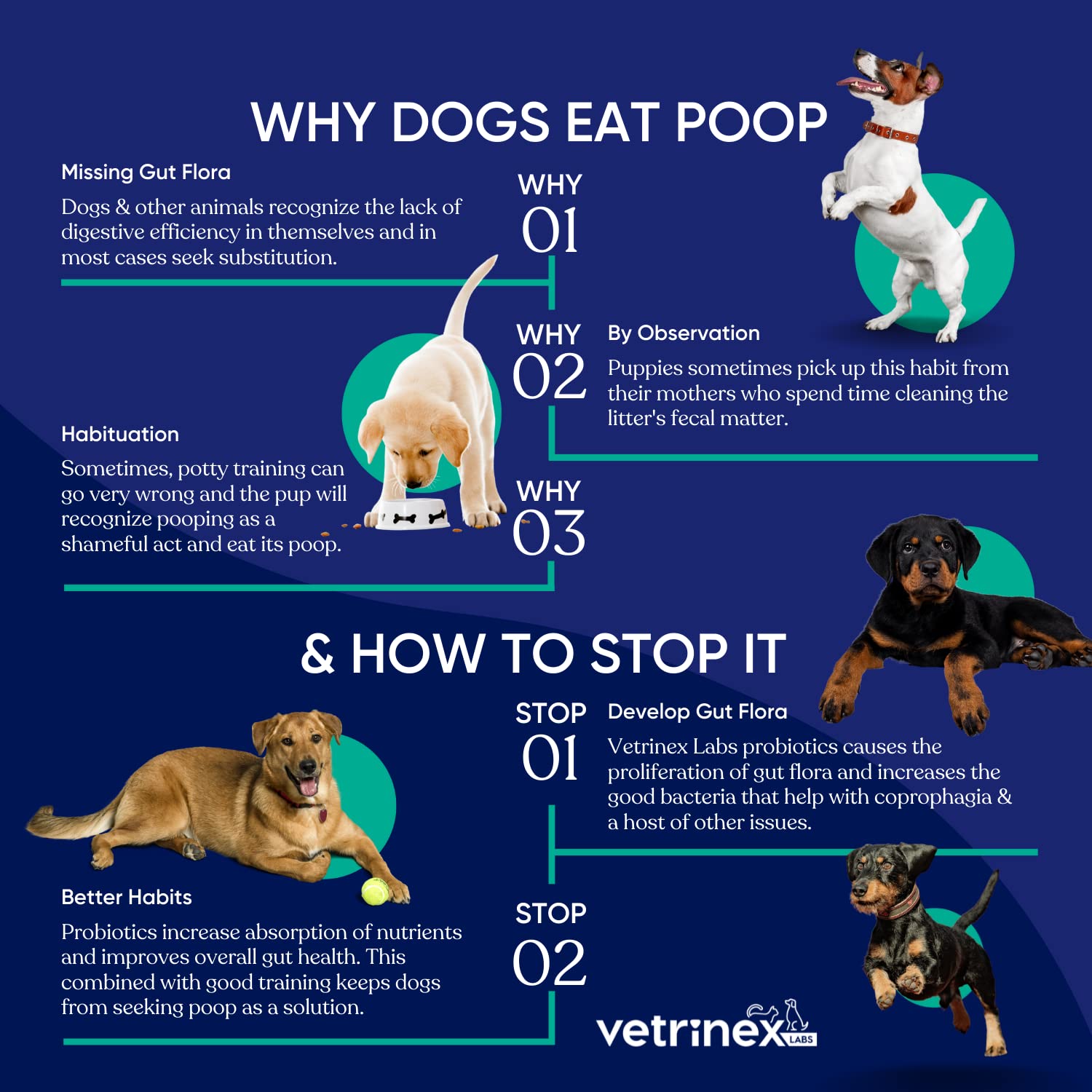 Vetrinex Labs chien heureux en extérieur symbolisant confort digestif
