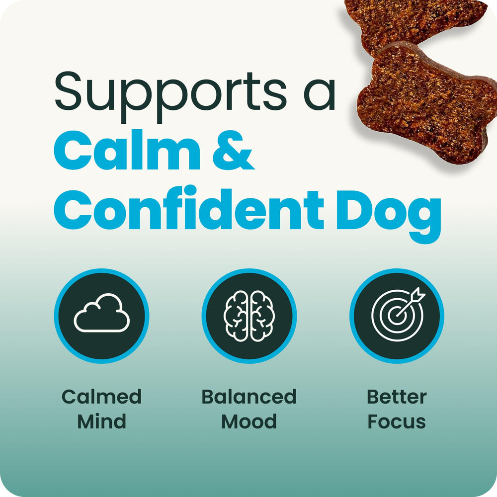 VETRISCIENCE chien en voiture recevant une chew pour réduire le stress du transport