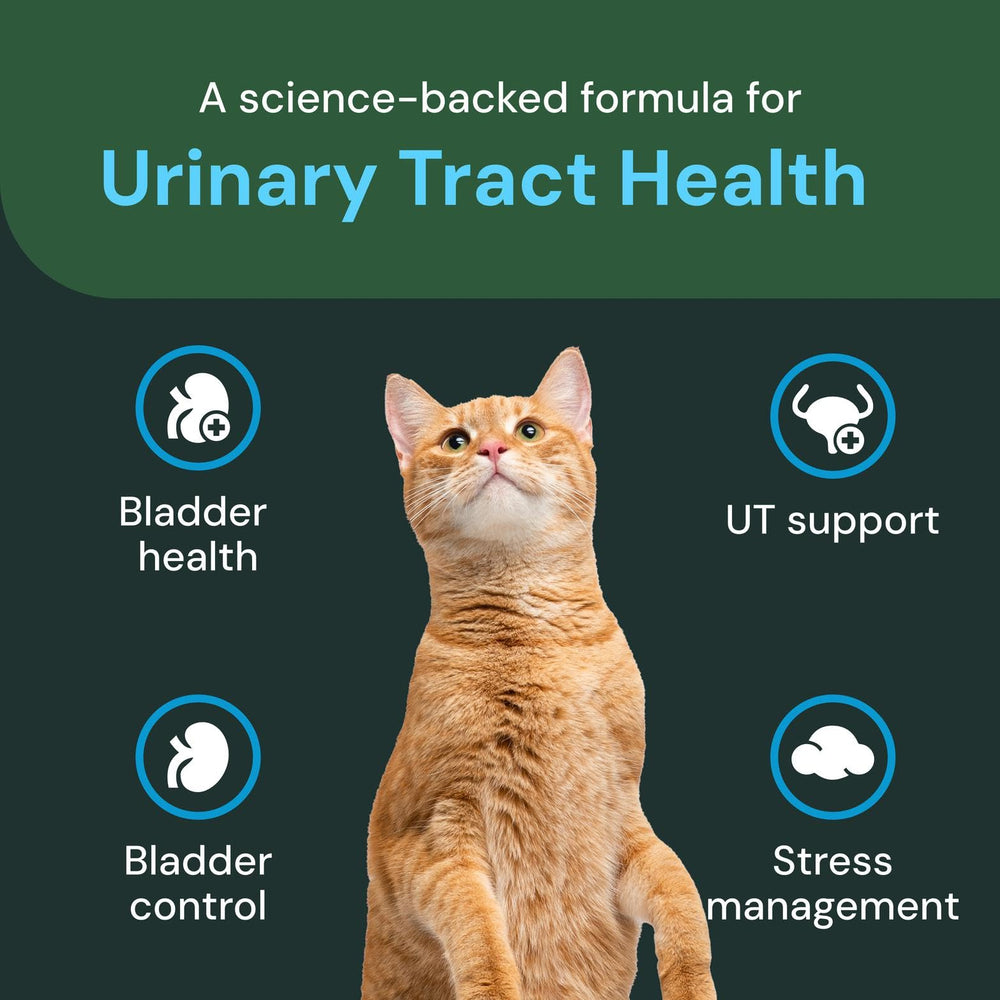 VETRISCIENCE chew dans une main pour évaluer échelle et portion pour chat