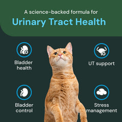 VETRISCIENCE chew dans une main pour évaluer échelle et portion pour chat