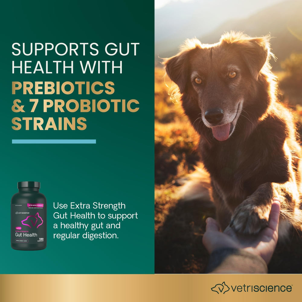 VETRISCIENCE gélule ouverte révélant poudre et support de probiotiques