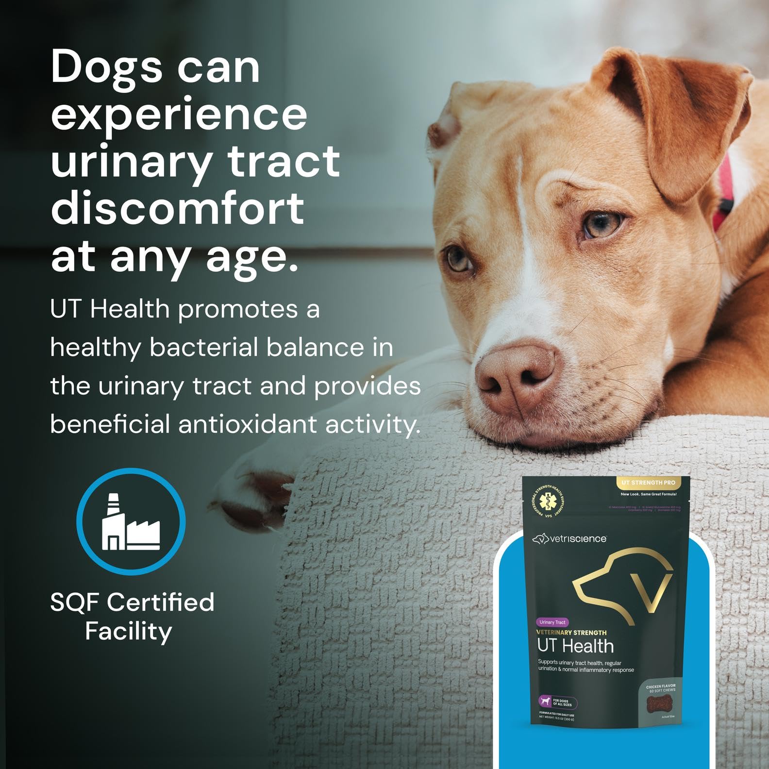 VETRISCIENCE chew en situation promenade pour confort urinaire mobile