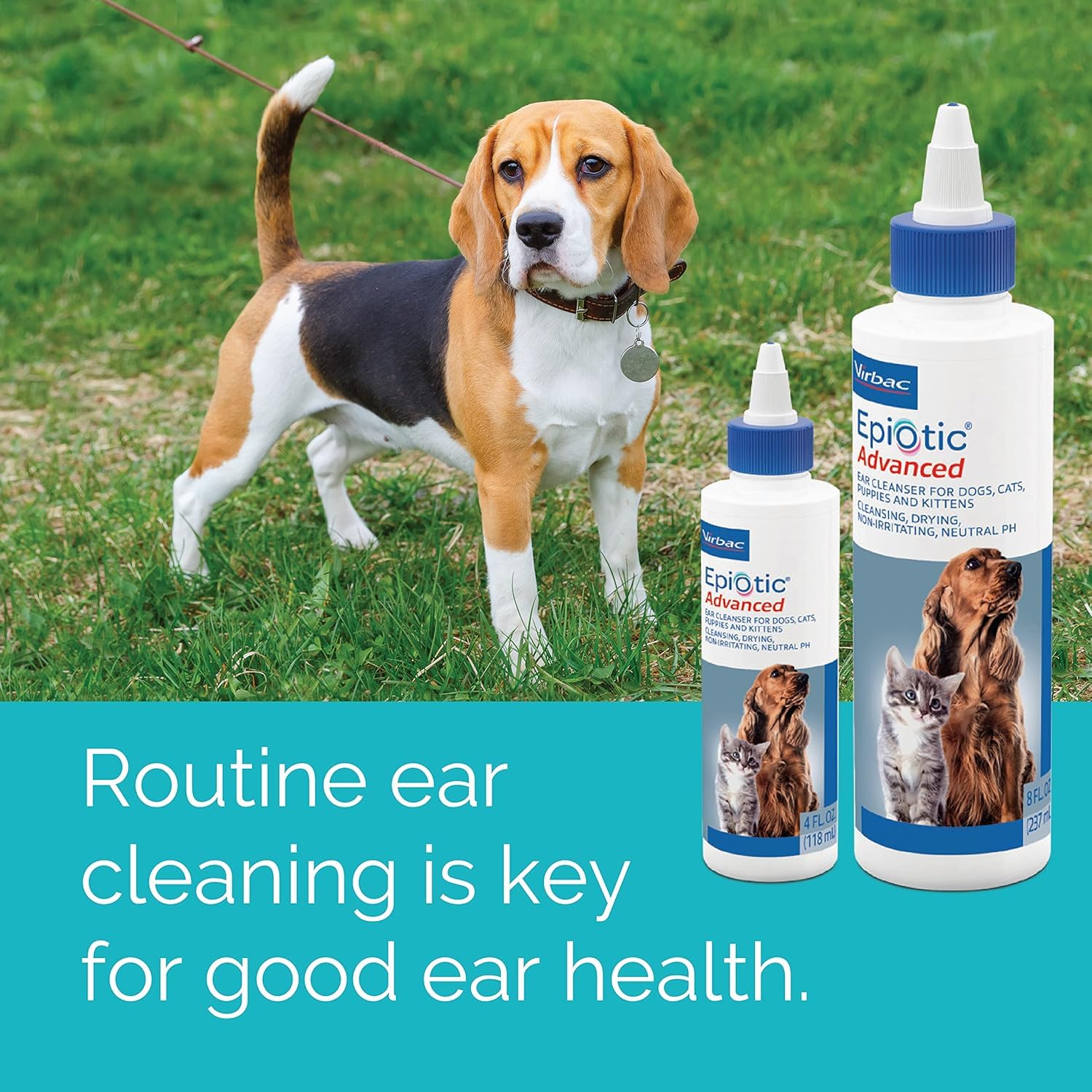 Virbac Epiotic utilisé sur l'oreille d'un chien pour une hygiène auriculaire efficace