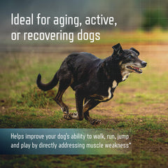 Grand chien actif recevant URSOLYX Virbac pour soutien musculaire