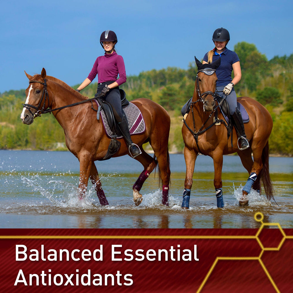 Vita Flex cheval en entraînement montrant soutien musculaire et endurance