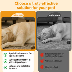 VivaElixir administration à un chien démontrant facilité d'utilisation quotidienne