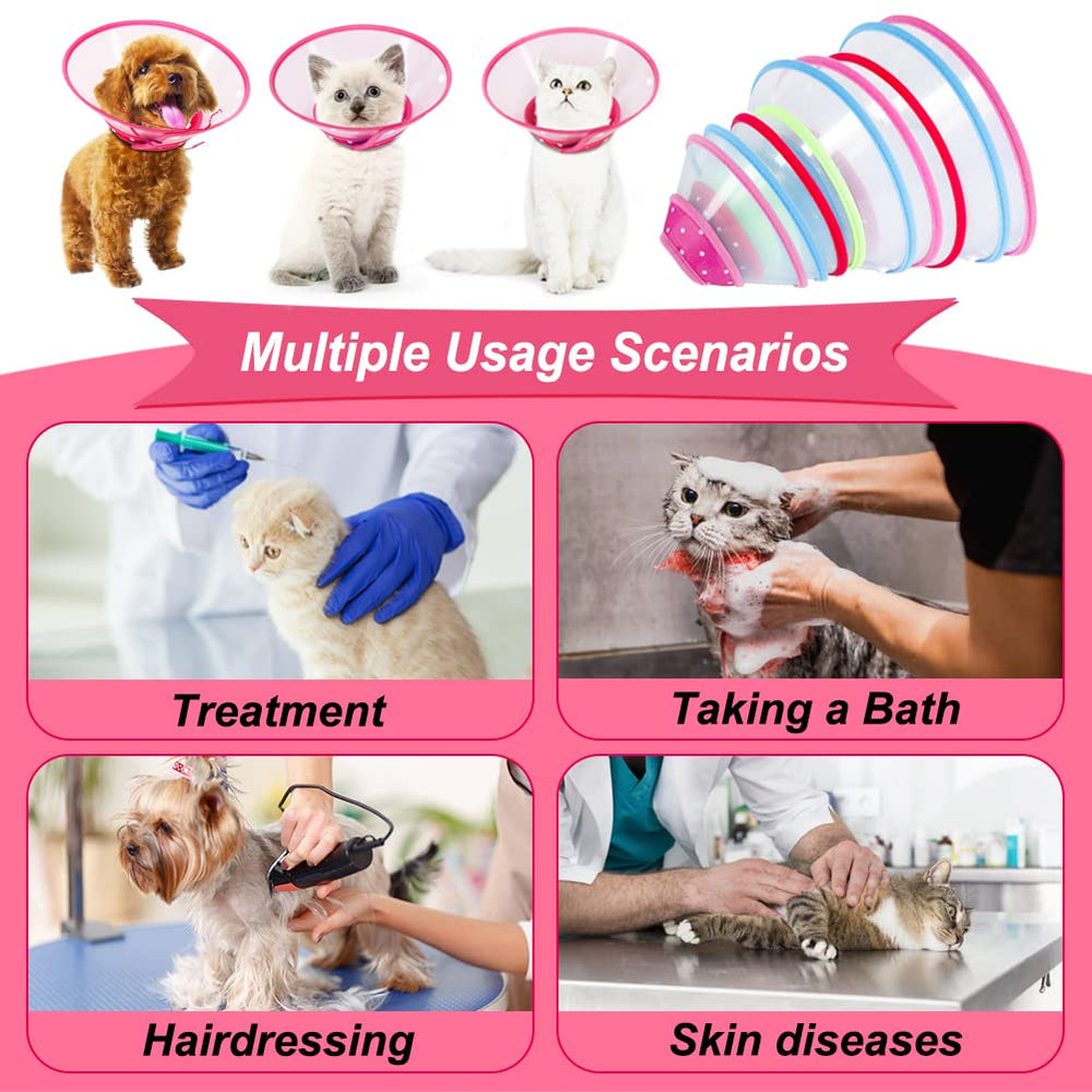 Vivifying petit chien portant la collerette facilitant les soins