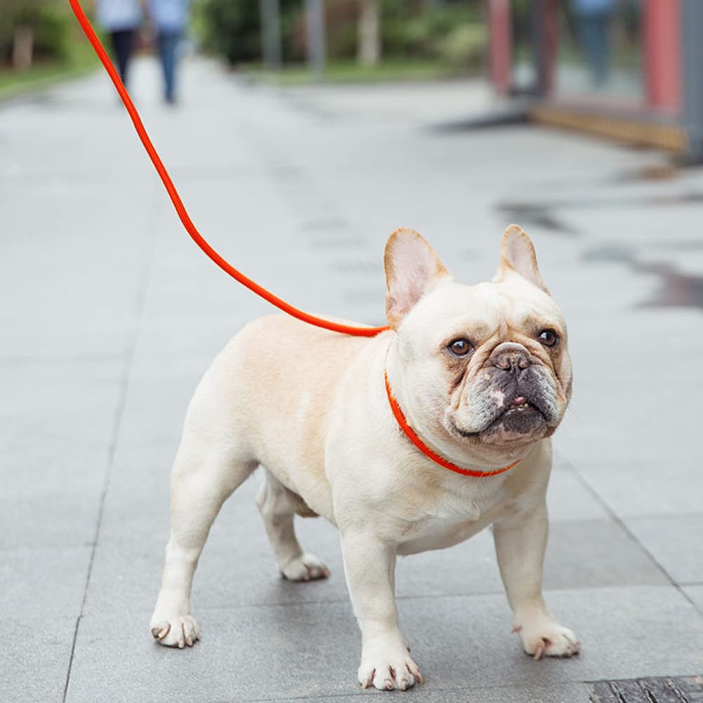 Vivifying longe attachée à un harnais de petit chien, confort et sécurité lors d'activités