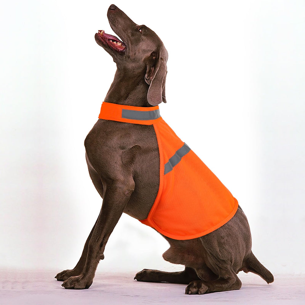 Vizbrite comparaison de tailles sur différents chiens pour ajustement