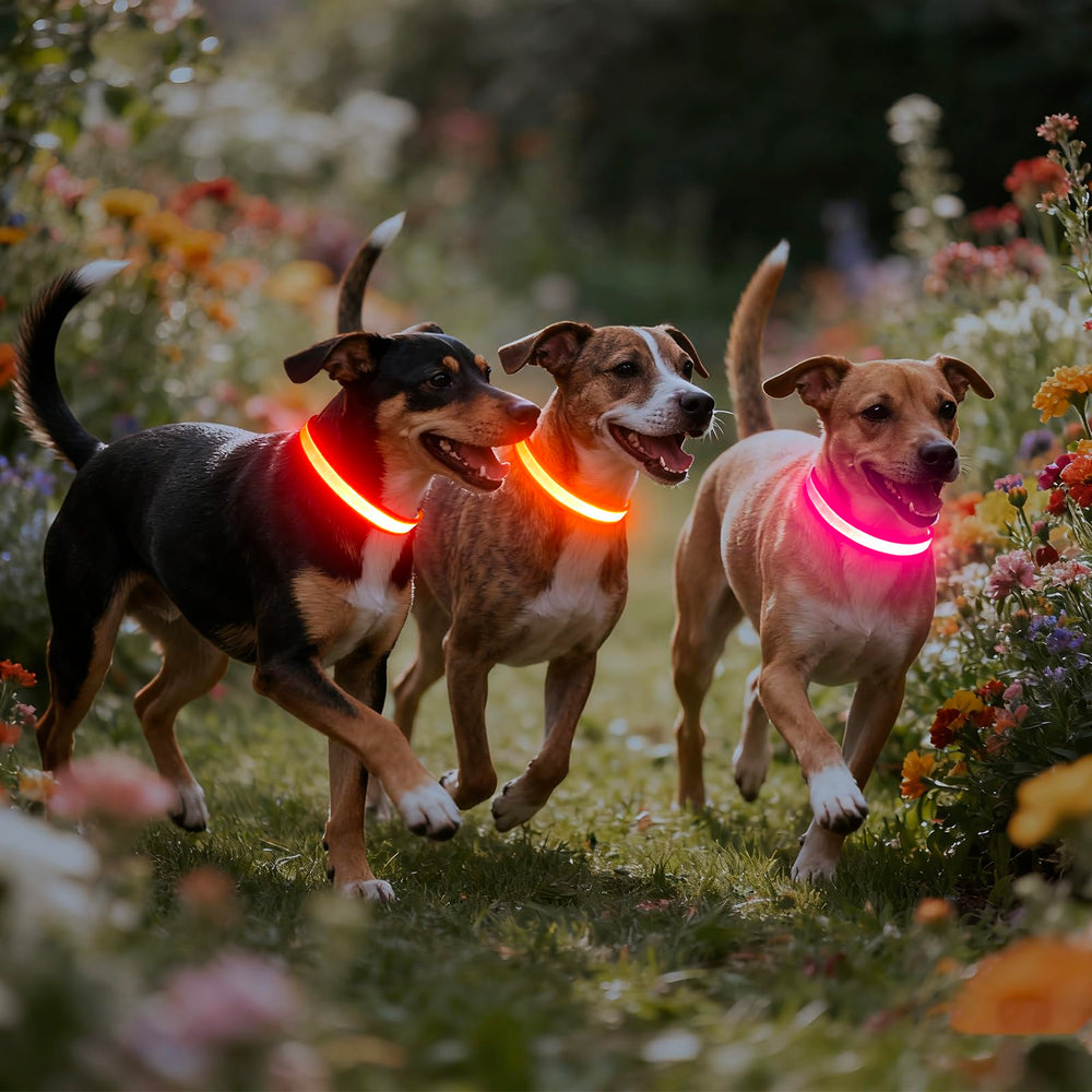 VIZPET collier avec câble USB pour recharge rapide et pratique