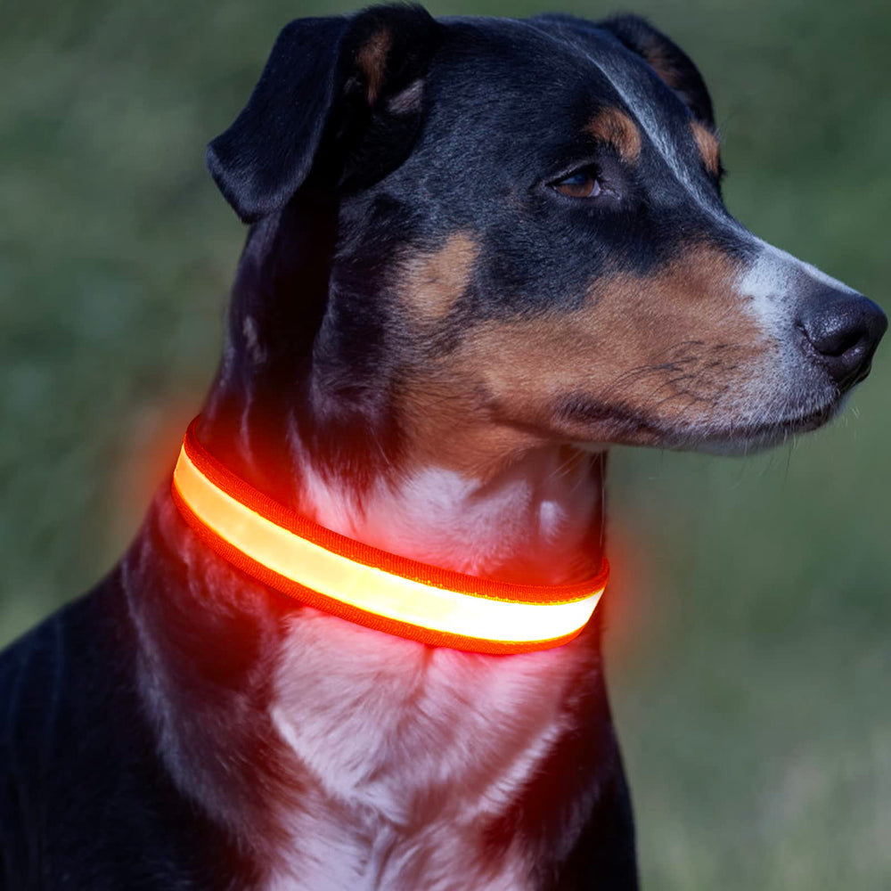 VIZPET collier LED anneau D solide prêt pour attacher une laisse en sécurité
